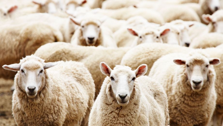 4811525 - livestock farm, herd of sheep